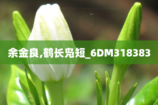 余金良,鹤长凫短_6DM318383