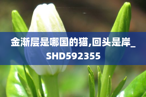 金渐层是哪国的猫,回头是岸_SHD592355