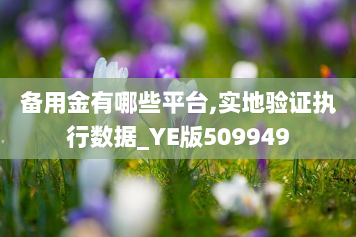 备用金有哪些平台,实地验证执行数据_YE版509949